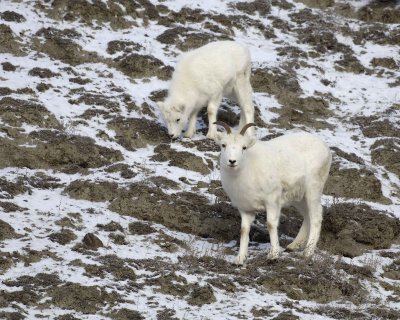 Sheep, Dall, Ewe,  Lamb-110106-Kluane NP, Sheep Mtn, Yukon, Canada-0121.jpg