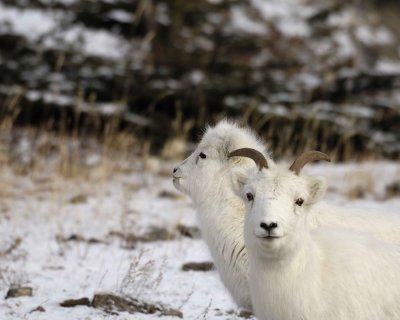 Sheep, Dall, Ewe,  Lamb-110106-Kluane NP, Sheep Mtn, Yukon, Canada-0240.jpg