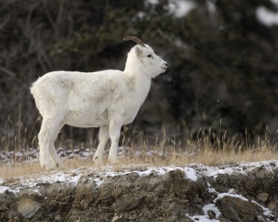 Sheep, Dall, Ewe, Flurries-110106-Kluane NP, Sheep Mtn, Yukon, Canada-0349.jpg