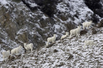 Sheep, Dall, Herd-110106-Kluane NP, Sheep Mtn, Yukon, Canada-0473.jpg