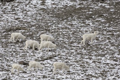 Sheep, Dall, Herd-110106-Kluane NP, Sheep Mtn, Yukon, Canada-0493.jpg