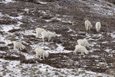 Sheep, Dall Herd-110106-Kluane NP, Sheep Mtn, Yukon, Canada-0500.jpg