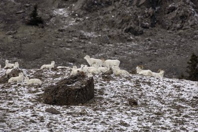 Sheep, Dall, Herd-110106-Kluane NP, Sheep Mtn, Yukon, Canada-0525.jpg