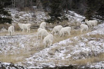 Sheep, Dall, Herd-110206-Kluane NP, Sheep Mtn, Yukon, Canada-0080.jpg