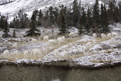 Sheep, Dall, Herd-110206-Kluane NP, Sheep Mtn, Yukon, Canada-0087.jpg