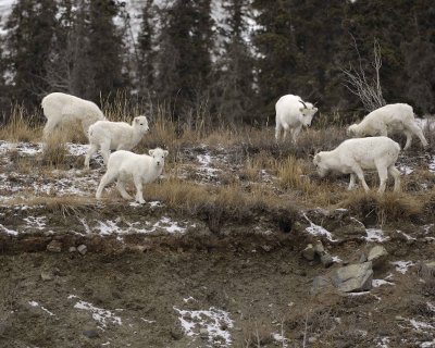Sheep, Dall, Herd-110206-Kluane NP, Sheep Mtn, Yukon, Canada-0099.jpg