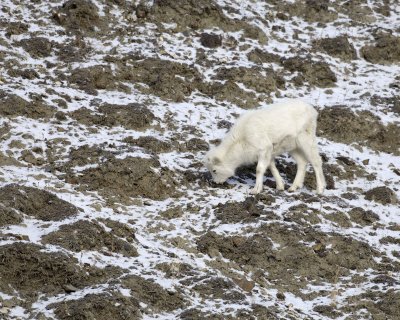 Sheep, Dall, Lamb-110106-Kluane NP, Sheep Mtn, Yukon, Canada-0111.jpg