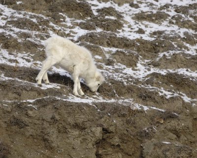 Sheep, Dall, Lamb-110106-Kluane NP, Sheep Mtn, Yukon, Canada-0132.jpg
