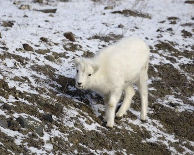 Sheep, Dall, Lamb-110106-Kluane NP, Sheep Mtn, Yukon, Canada-0168.jpg