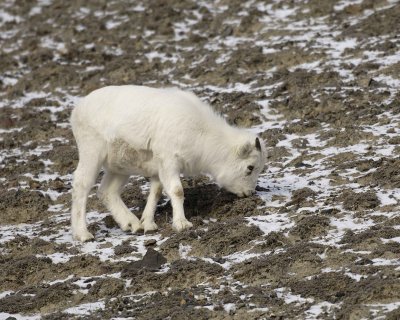 Sheep, Dall, Lamb-110106-Kluane NP, Sheep Mtn, Yukon, Canada-0226.jpg