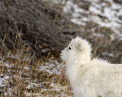 Sheep, Dall, Lamb-110106-Kluane NP, Sheep Mtn, Yukon, Canada-0241.jpg