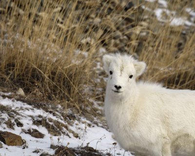 Sheep, Dall, Lamb-110106-Kluane NP, Sheep Mtn, Yukon, Canada-0242.jpg