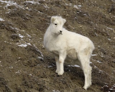 Sheep, Dall, Lamb-110106-Kluane Nat'l Park, Sheep Mtn, Yukon, Canada-#0257-.jpg