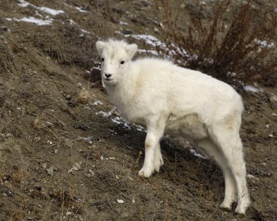 Sheep, Dall, Lamb-110106-Kluane NP, Sheep Mtn, Yukon, Canada-0271.jpg