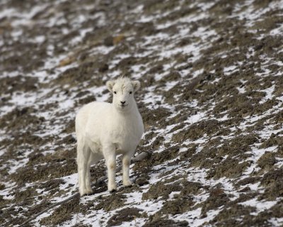 Sheep, Dall, Lamb-110106-Kluane NP, Sheep Mtn, Yukon, Canada-0324.jpg
