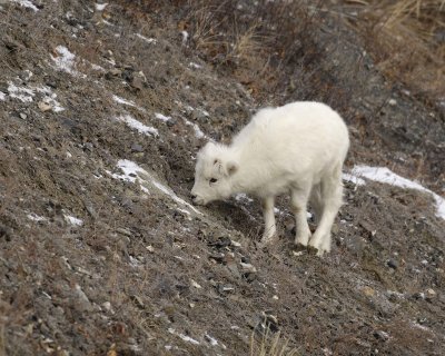 Sheep, Dall, Lamb-110106-Kluane NP, Sheep Mtn, Yukon, Canada-0376.jpg