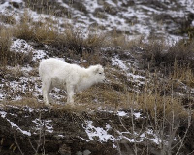 Sheep, Dall, Lamb-110206-Kluane NP, Sheep Mtn, Yukon, Canada-0170.jpg