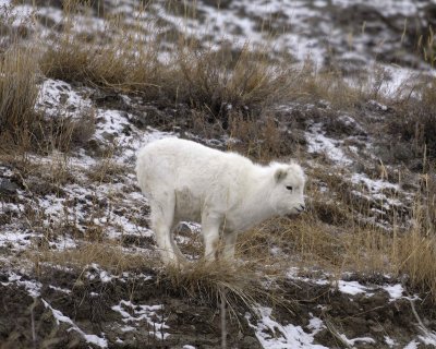 Sheep, Dall, Lamb-110206-Kluane NP, Sheep Mtn, Yukon, Canada-0178.jpg