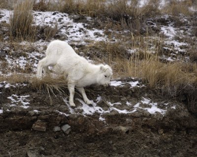 Sheep, Dall, Lamb-110206-Kluane NP, Sheep Mtn, Yukon, Canada-0187.jpg