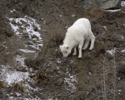 Sheep, Dall, Lamb-110206-Kluane NP, Sheep Mtn, Yukon, Canada-0197.jpg
