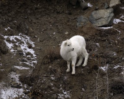 Sheep, Dall, Lamb-110206-Kluane NP, Sheep Mtn, Yukon, Canada-0198.jpg