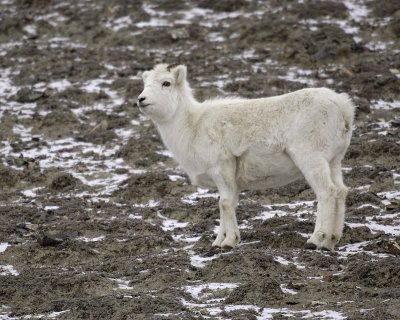 Sheep, Dall, Lamb-110206-Kluane NP, Sheep, Mtn Yukon, Canada-0239.jpg