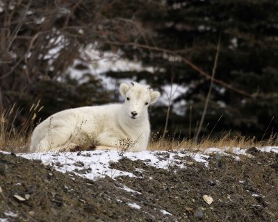 Sheep, Dall, Lamb, hurt foot-110106-Kluane NP, Sheep Mtn, Yukon, Canada-0373.jpg