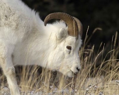 Sheep, Dall, Ram-110106-Kluane NP, Sheep Mtn, Yukon, Canada-0026.jpg
