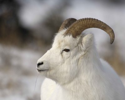 Sheep, Dall, Ram-110106-Kluane NP, Sheep Mtn, Yukon, Canada-0043.jpg