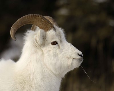 Sheep, Dall, Ram-110106-Kluane NP, Sheep Mtn, Yukon, Canada-0057.jpg
