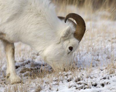 Sheep, Dall, Ram-110106-Kluane NP, Sheep Mtn, Yukon, Canada-0070.jpg