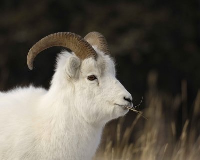 Sheep, Dall, Ram-110106-Kluane NP, Sheep Mtn, Yukon, Canada-0072.jpg