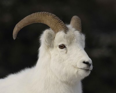 Sheep, Dall, Ram-110106-Kluane NP, Sheep Mtn, Yukon, Canada-0150.jpg