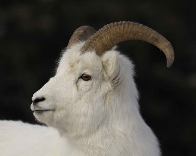Sheep, Dall, Ram-110106-Kluane NP, Sheep Mtn, Yukon, Canada-0158.jpg