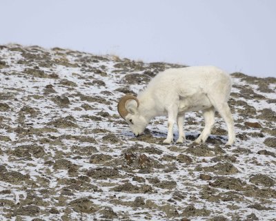 Sheep, Dall, Ram-110106-Kluane NP, Sheep Mtn, Yukon, Canada-0172.jpg