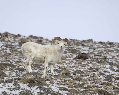 Sheep, Dall, Ram-110106-Kluane NP, Sheep Mtn, Yukon, Canada-0185.jpg