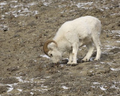 Sheep, Dall, Ram-110106-Kluane NP, Sheep Mtn, Yukon, Canada-0196.jpg