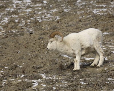 Sheep, Dall, Ram-110106-Kluane NP, Sheep Mtn, Yukon, Canada-0205.jpg