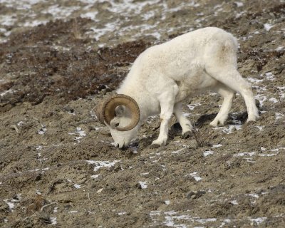 Sheep, Dall, Ram-110106-Kluane NP, Sheep Mtn, Yukon, Canada-0208.jpg