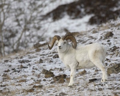 Sheep, Dall, Ram-110106-Kluane Nat'l Park, Sheep Mtn, Yukon, Canada-#0216.jpg