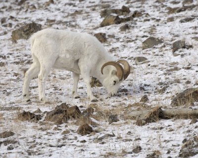 Sheep, Dall, Ram-110106-Kluane NP, Sheep Mtn, Yukon Canada-0230.jpg