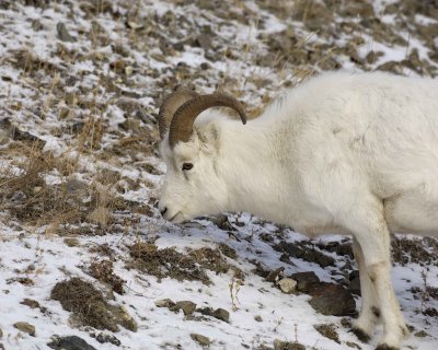 Sheep, Dall, Ram-110106-Kluane NP, Sheep Mtn, Yukon, Canada-0259.jpg