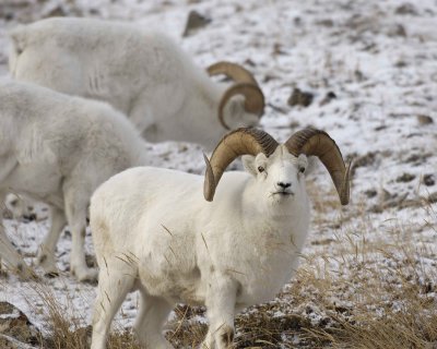Sheep, Dall, Ram-110106-Kluane NP, Sheep Mtn, Yukon, Canada-0295.jpg