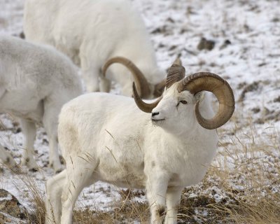Sheep, Dall, Ram-110106-Kluane NP, Sheep Mtn, Yukon, Canada-0299.jpg