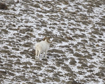 Sheep, Dall, Ram-110106-Kluane NP Sheep Mtn, Yukon, Canada-0352.jpg