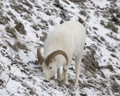 Sheep, Dall, Ram-110106-Kluane NP, Sheep Mtn, Yukon, Canada-0379.jpg