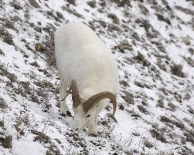 Sheep, Dall, Ram-110106-Kluane NP, Sheep Mtn, Yukon, Canada-0382.jpg