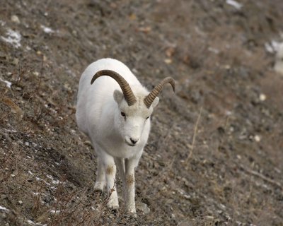 Sheep, Dall, Ram-110106-Kluane NP, Sheep Mtn, Yukon, Canada-0383.jpg