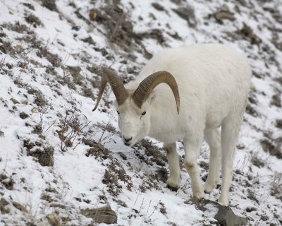 Sheep, Dall, Ram-110106-Kluane NP, Sheep Mtn, Yukon, Canada-0384.jpg