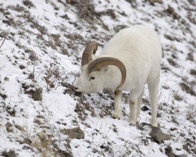Sheep, Dall, Ram-110106-Kluane NP, Sheep Mtn, Yukon, Canada-0385.jpg